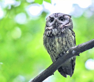 Eastern Screech Owl