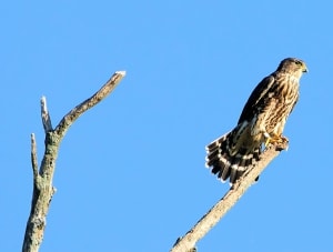 Taiga Merlin