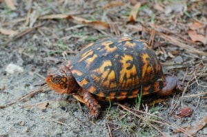 Turtle Day