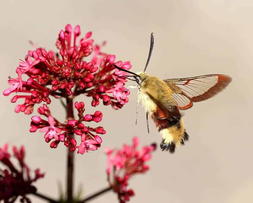 Broad-bordered Bee Hawk-moth