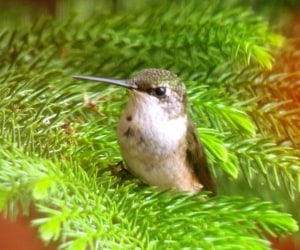 Ruby-Throated Hummingbird