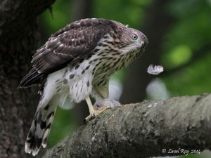 Life is so fragile - Cooper’s Hawk