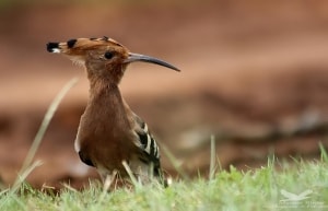 Hoopoe
