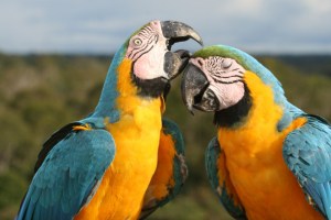 Blue-and-yellow Macaw pair allopreening in the Amazon