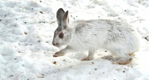 Snowshoe Rabbit in Winter