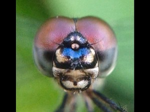 Dragonfly Fashion Model