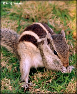 Indian squirrel