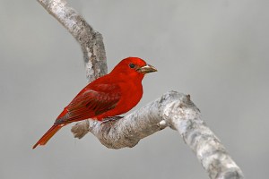 Summer Tanager