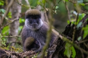 A Mother’s Love - Bale Monkeys