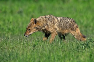 European Jackal Picking up the Scent of Food