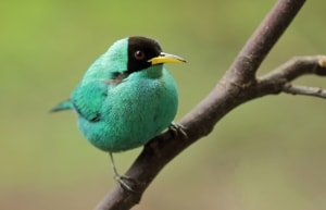 Green Honeycreeper