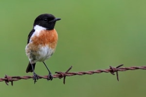 European Stonechat (Saxicola Rubicola)