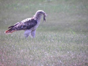 Red Tail Hawk with Prey