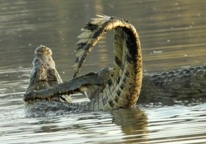 Fight of Nile Crocodiles