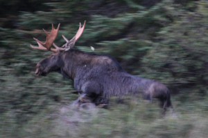 Moose Running for Cover