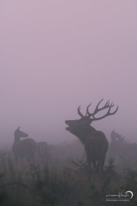 Red Deer -  Stag in the Fog.