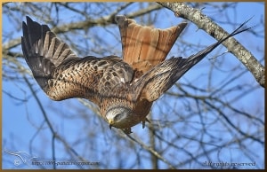Red kite taking off