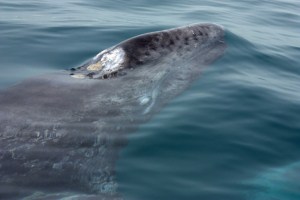 Young Gray Whale