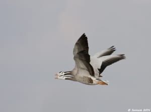 Synchronized flight , Bar-headed Goose