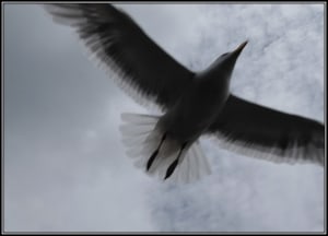 Seagull at Ivar’s