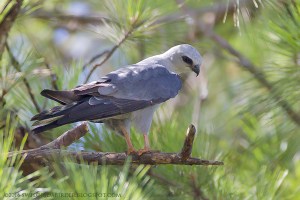 Mississippi Kite at Marion County