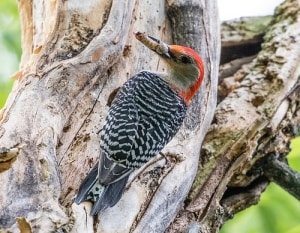 Red-bellied Woodpecker male with a tasty morsel