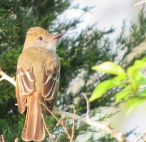 Early Morning Great-crested Flycatcher