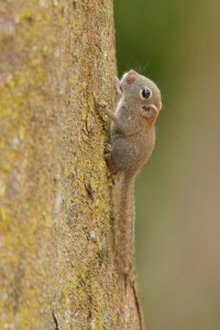 Plain Pygmy Squirrel