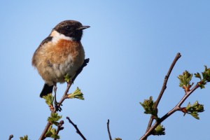Stonechat Defending Its Territory