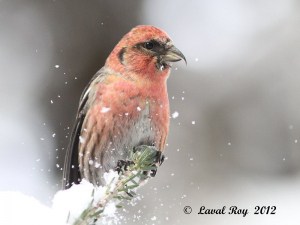 A  moment of magic !  White-winged Crossbill