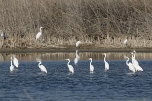Western Great Egrets