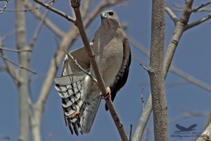 Shikra