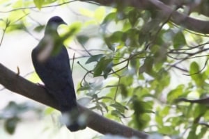 Japanese Wood Pigeon (Columba janthina)