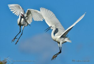Aerial Fight - Little Egrets