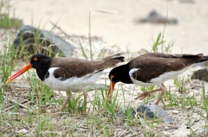American Oystercatchers