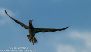 Brown Booby in Flight