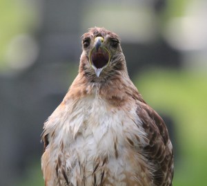 Yawning Red Tail Hawk