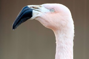 Flamingo Portrait