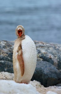 Leucistic Gentoo Penguin