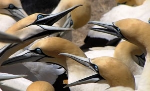 Arguing Cape Gannets