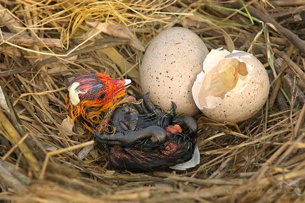 Где высиживают яйца. Снегирь высиживает яйца. Яйца птиц. Птица с птенцами. Яички в гнезде.