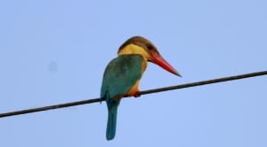 I am watching - Stork Billed Kingfisher