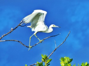 Skyward