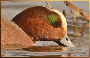 Eurasian Wigeon