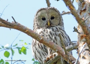Those jet black eyes are scary - Ural Owl