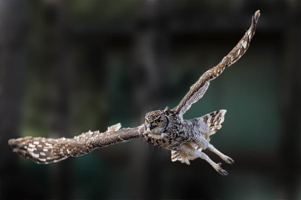 Spotted Eagle Owl | Focusing on Wildlife
