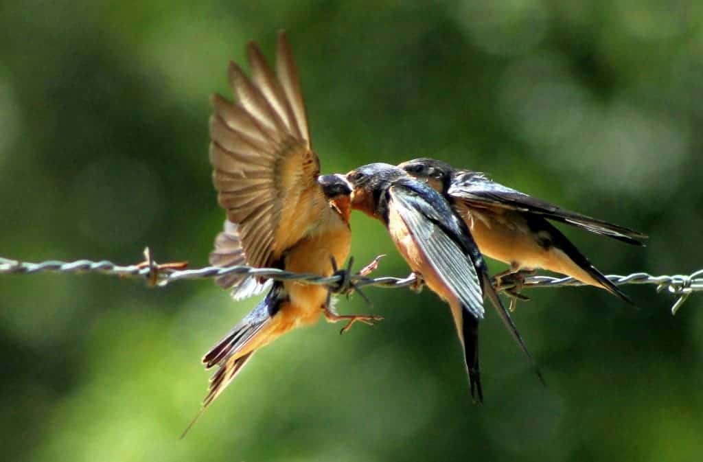 Feeding Barn Swallows