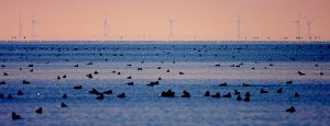 Wind and Waterfowl: Sunrise Mirage