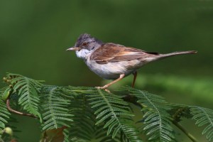 Whitethroat (Sylvia communis)