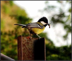 Green Backed Tit